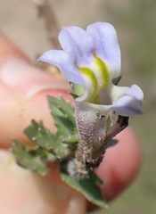 Lobelia thermalis
