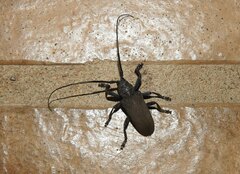 Ceroplesis ferrugator