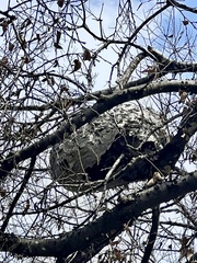 Brachygastra mellifica