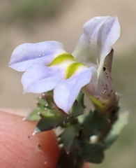 Lobelia thermalis