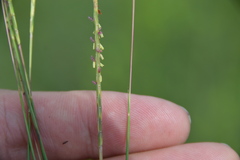 Schizachyrium tenerum
