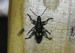 Polyclaeis longicornis