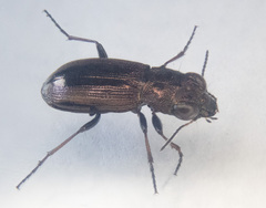 Notiophilus sylvaticus