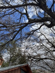 Brachygastra mellifica