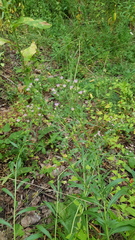Erigeron acris podolicus