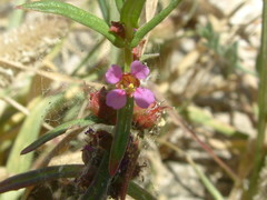 Ammannia robusta