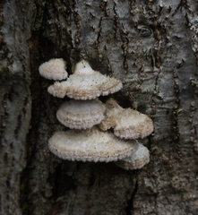 Schizophyllum commune