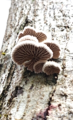 Schizophyllum commune