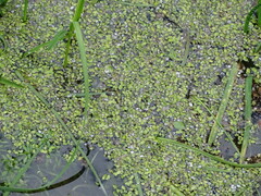 Spirodela polyrhiza