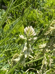 Astragalus trichopodus