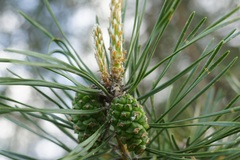 Pinus sylvestris
