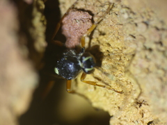 Diphyus quadripunctorius