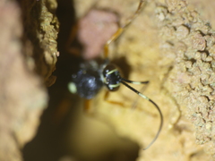 Diphyus quadripunctorius