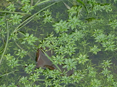 Callitriche palustris