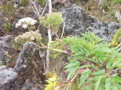 Myrrhidendron maxonii