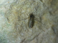 Speolepta leptogaster