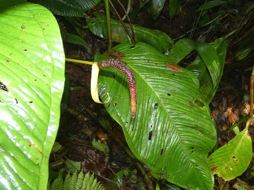 Anthurium cuspidatum