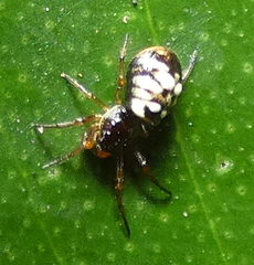 Micrathena patruelis