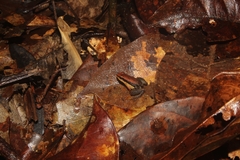 Allobates grillicantus