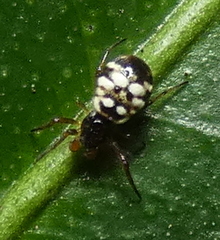 Micrathena patruelis
