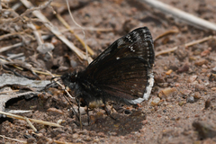 Erynnis pacuvius pacuvius