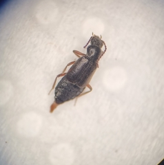 Lesteva longoelytrata