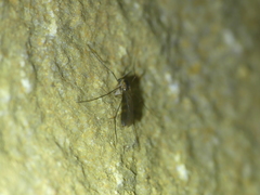 Speolepta leptogaster