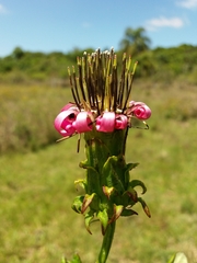 Mutisia speciosa