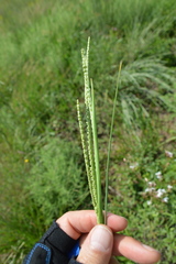 Paspalum monostachyum
