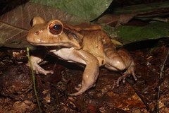 Leptodactylus labyrinthicus