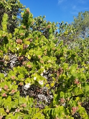 Arctostaphylos montaraensis