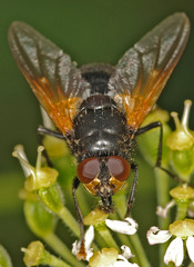 Mesembrina meridiana