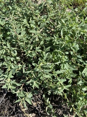 Atriplex suberecta