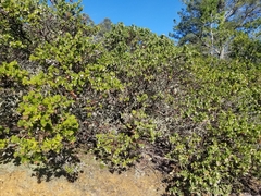 Arctostaphylos montaraensis