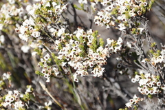 Erica denticulata