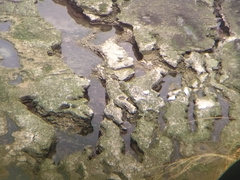 Chionis