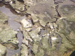 Chionis
