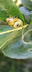 Glaucias amyoti