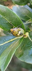 Glaucias amyoti