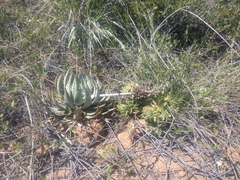 Aloe peglerae