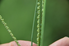 Paspalum monostachyum