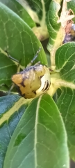 Glaucias amyoti