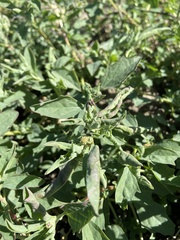 Atriplex suberecta