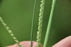 Paspalum monostachyum