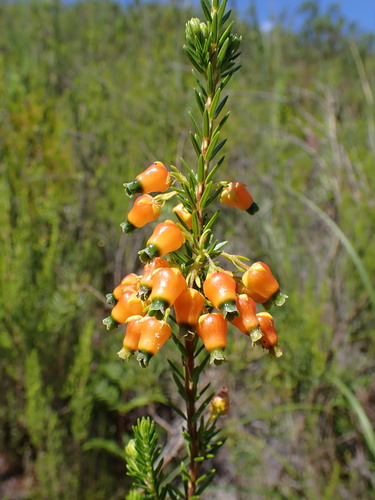 Image of Plain Chinese Lantern Heath (Erica blenna) by (c) Ren Hoekstra, some rights reserved (CC BY)