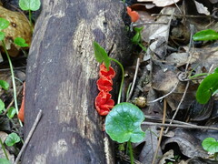 Sarcoscypha coccinea