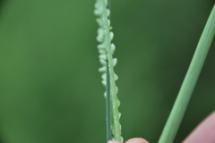 Paspalum monostachyum
