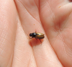 Bodiloides ictericus