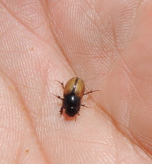 Bodiloides ictericus
