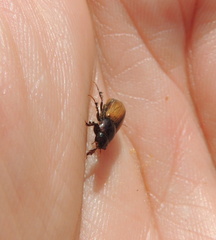 Bodiloides ictericus